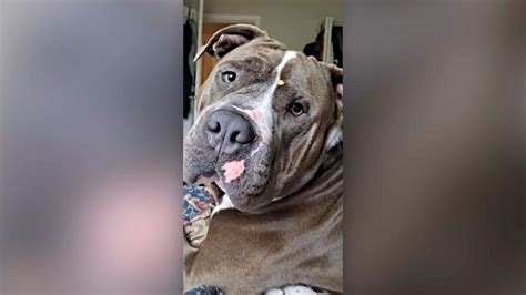 officer shoots dog burberry|Boston Police Shoot 2 Dogs, Arrest Suspect in .